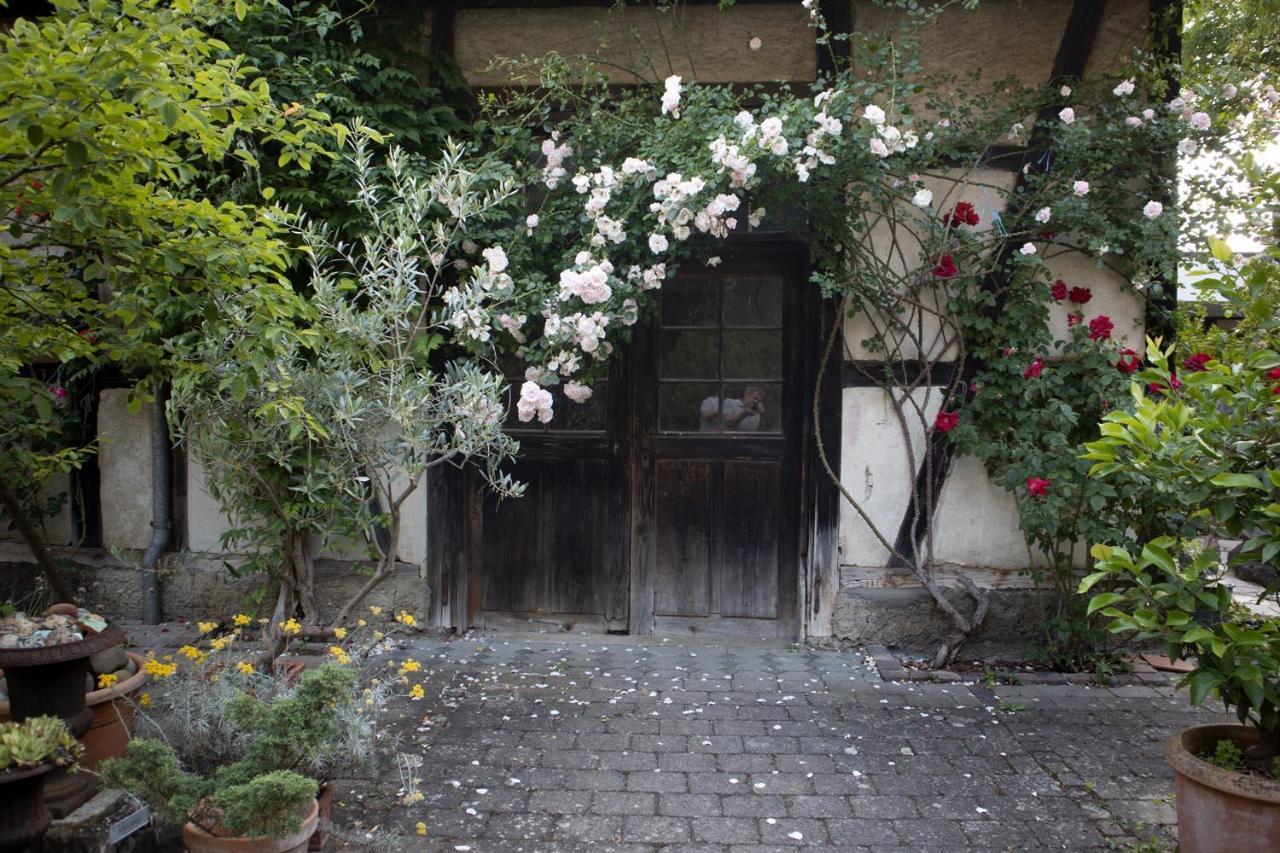 Villaflora Gaestehaus Riedlingen Exterior photo